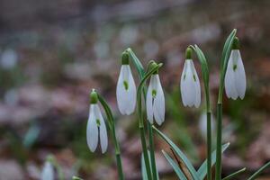 galanthus, sneeuwklokje drie bloemen tegen de achtergrond van bomen. foto