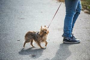 weinig arm hond Aan riem. eigenaar wandelingen ziek hond gedurende coronavirus pandemie. foto