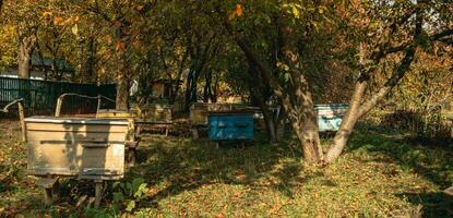 houten bijenkorf eenheid staand Aan herfst in boomgaard inheems grassen in de omgeving van foto