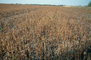 boekweit na vorst. bevroren bladeren en bloemen van boekweit. planten na scherp verkoudheid snap. dood onderdelen van planten na vorst. vernietigd gewassen, ineenstorting van bedrijf. problemen van agronomie foto