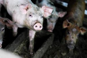 kleine varkensboerderij foto