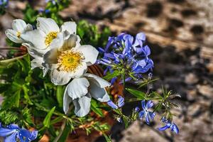 bloem backdrop met hout anemoon, flox divaricata, sluipen ereprijs foto