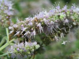 mentha asiatica bloem foto