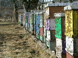 bijen terugkeer naar de netelroos gedurende de oogst. foto
