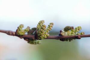 groen moerbei, morus vruchten. groei van planten in de lente. fruit boom met jong vruchten. toekomst oogst. foto