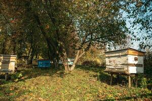 houten bijenkorf eenheid staand Aan herfst in boomgaard inheems grassen in de omgeving van foto