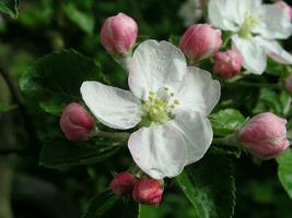 twee bloemen en knop van appel wit bloem bloeide. foto