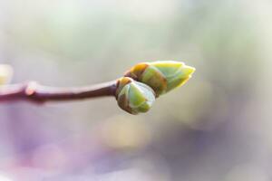 takken van lila bloemknoppen na de regen. regendruppels Aan de Afdeling. foto