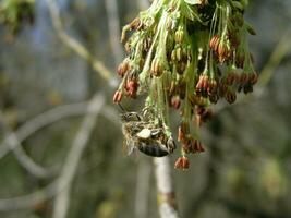 honing bij verzamelen stuifmeel van Acer negundo doos ouderling, boxelder esdoorn, essenblad esdoorn, en esdoorn- as . bloeiende katjes Aan een esdoorn- boom. honing planten van Oekraïne. foto