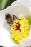 nieskruid, nieskruid, helleborus bloeiend planten in de familie ranonkelfamilie. foto