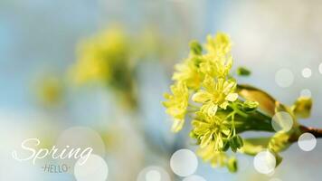 geel esdoorn- bloemen. voorjaar achtergrond met de opschrift voorjaar Hallo . foto