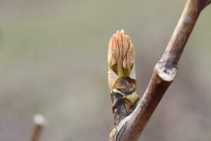 Acer platanoides, esdoorn- blad komt eraan uit van de knop. vers esdoorn- blad in voorjaar Woud. foto