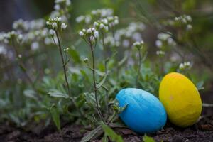 geel en blauw Pasen eieren zijn verborgen Aan een heuvel onder wit bloemen. viering van Pasen in Oekraïne. foto