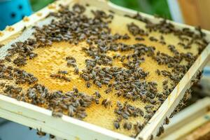 bijen Aan de honingraat, top visie. honing cel met bijen. bijenteelt. bijenstal. houten bijenkorf en bijen. bijenkorf met honing bijen, kaders van de bijenkorf, top visie. foto