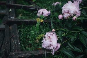 roze pioenen bloemen. mooi pioen bloemen bloeiend in de tuin. vers bloem Aan de bloemenbed. foto