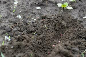 radijs zaden in grond. zwart aarde Aan bedden. aanplant radijs in Open grond. foto