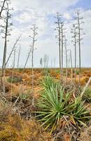 dood bomen in de woestijn met Nee gras foto