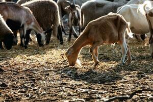 geit. zoogdier en zoogdieren. land- wereld en fauna. dieren in het wild en zoölogie. foto