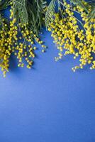 voorjaar concert. mimosa Aan een blauw achtergrond. mimosa detailopname. gelukkig de lente. foto