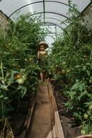 een weinig meisje in een rietje hoed is plukken tomaten in een serre. oogst concept. foto