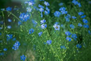 blauw groot bloemen van tuin linum perenne, meerjarig vlas, blauw vlas of pluis tegen zon. decoratief vlas in decor van tuin verhaallijn. bloembed met klassiek blauw bloemen. foto