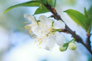 bloemen van kers Pruim of myrobalan prunus cerasifera bloeiend in de voorjaar Aan de takken. foto