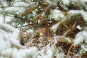 weinig vogel schuilplaats in de takken met sneeuw bedekt Kerstmis boom in stad. foto