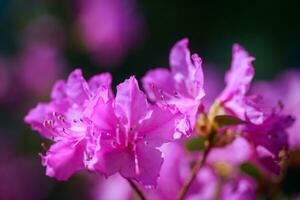 roze azalea struik in de tuin. seizoen van bloeiend azalea's. foto