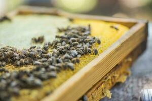 honingraat kader reeks omhoog door bijen, met gebrek van ruimte voor honing. zelf gebouwd insect gewaxt. familie in de bijenkorf. bijen in een bijenkorf Aan ingebouwd was. honing kader. foto