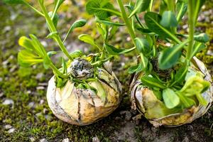 gekiemd verrot wit kool. decor van natuurlijk producten. kool looks Leuk vinden een pot. nog steeds leven van groenten. Zero waste foto