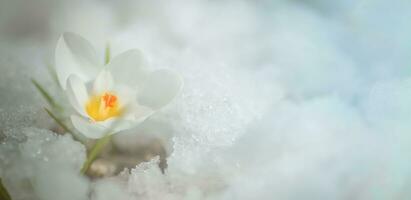 wit krokus in sneeuw in de lente. eerste bloemen in de lente. mooi wit bloem in zon. foto