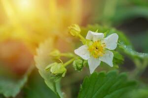 mooi wit aardbei bloem in de tuin. de eerste Bijsnijden van aardbeien in de vroeg zomer. natuurlijk achtergrond. foto