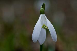 galanthus, sneeuwklokje drie bloemen tegen de achtergrond van bomen. foto