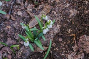 galanthus, sneeuwklokje drie bloemen tegen de achtergrond van bomen. foto