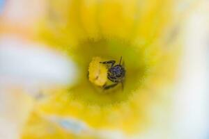 een bij verzamelen nectar van een pompoen bloem. een honingbij zit Aan de stamper van reusachtig geel pompoen bloem. foto