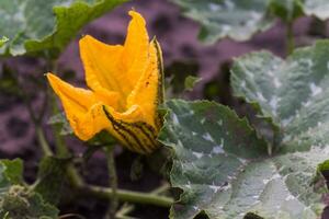 reusachtig geel bloemen van pompoen Aan een stengel. pompoen bladeren. foto