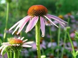 regendruppels Aan de tips van de bloemblaadjes echinacea. echinacea bloem foto