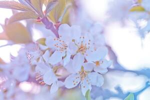 prunus cerasus, verzuren kers, scherp , of dwerg, moreel, amarelle, montmorency kers wit delicaat bloem met jong groen bladeren foto