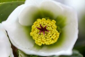 nieskruid, nieskruid, helleborus bloeiend planten in de familie ranonkelfamilie. foto