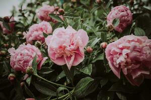 roze pioenen bloemen. mooi pioen bloemen bloeiend in de tuin. vers bloem Aan de bloemenbed. foto