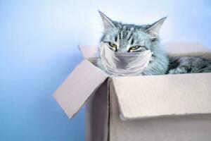 grijs gestreept kat in mail karton doos. Verzending van goederen gedurende coronavirus. concept van mail en levering post foto