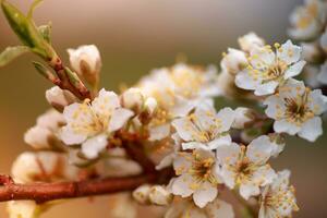 bloemen van kers Pruim of myrobalan prunus cerasifera bloeiend in de voorjaar Aan de takken. foto