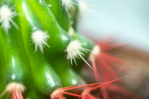 koraal rood naalden van een cactus. woestijn vat cactus detailopname. nieuw wit naalden Aan een cactus. neiging kleur. top visie. foto