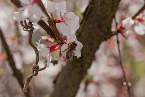 bij Aan bloem van Nanking kers prunus tomentosa foto