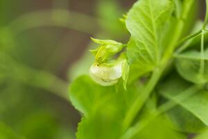 pisum sativum, erwt, tuin erwten in de tuin. bloem erwt. erwt peul Aan een struik detailopname. vegetarisch voedsel. groeit erwten buitenshuis. foto