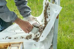 imker rekruteert bijen in een kop naar overdracht naar kern. fokken van koningin bijen. bijenkorven met honingraten. voorbereiding voor kunstmatig inseminatie bijen. natuurlijk economie. koningin bij kooien foto