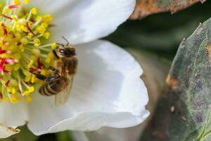 honing bij verzamelt nectar en stuifmeel in vroeg voorjaar van nieskruid, nieskruid, helleborus bloeiend planten in de familie ranonkelfamilie. foto