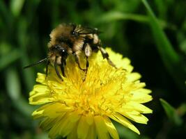 een bij verzamelt nectar van een geel bloem paardebloem in de maand van kunnen. honing planten Oekraïne. verzamelen stuifmeel van bloemen en bloemknoppen foto