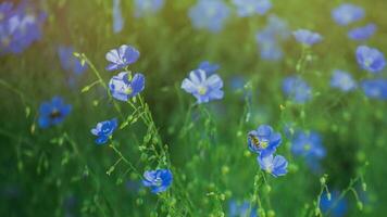 blauw groot bloemen van tuin linum perenne, meerjarig vlas, blauw vlas of pluis tegen zon. decoratief vlas in decor van tuin verhaallijn. bloembed met klassiek blauw bloemen. foto