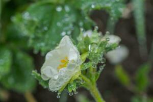 mooi wit aardbei bloem met regendruppels in de tuin. de eerste Bijsnijden van aardbeien in de vroeg zomer. natuurlijk achtergrond. foto